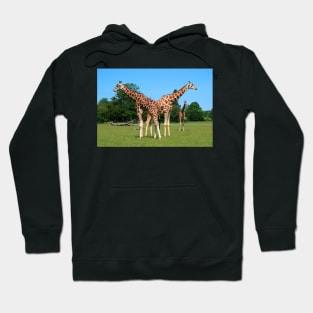 Girafs in Knuthenborg Safari park in Denmark Hoodie